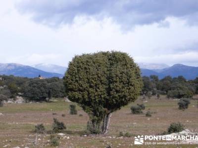 Puentes del Río Manzanares;caminar deprisa;beneficios para la salud